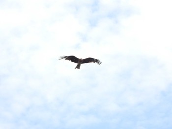 Black Kite Terugasaki Beach Fri, 7/14/2023