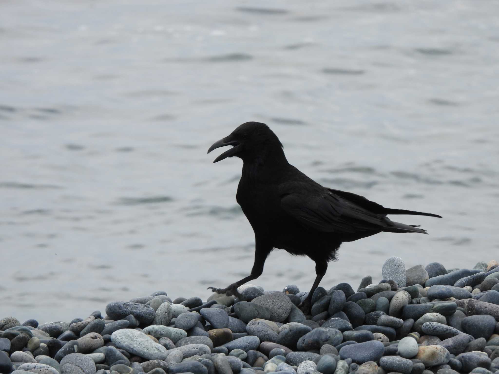 大磯照ヶ崎海岸 ハシボソガラスの写真 by まつのすけ