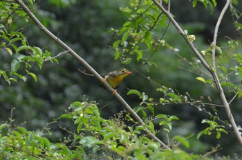 Red-billed Leiothrix 立田山 Tue, 7/28/2015