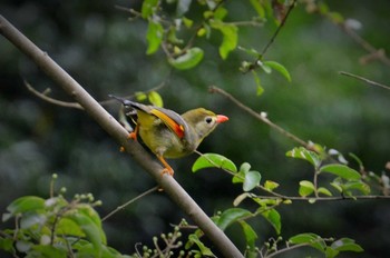 Red-billed Leiothrix 立田山 Tue, 7/28/2015