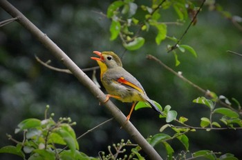 Red-billed Leiothrix 立田山 Tue, 7/28/2015