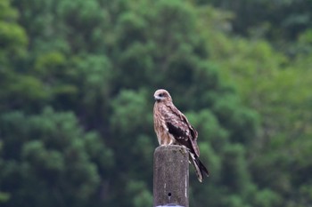 Black Kite 滋賀県 Sat, 7/8/2023