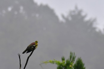 White-bellied Green Pigeon 滋賀県 Sun, 7/9/2023