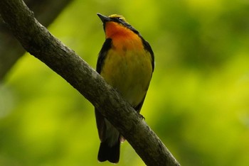 キビタキ 北大研究林(北海道大学苫小牧研究林) 2023年6月4日(日)