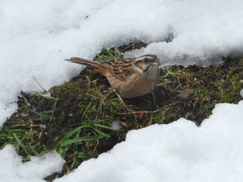 ホオジロ 蔵王野鳥の森 2023年4月9日(日)