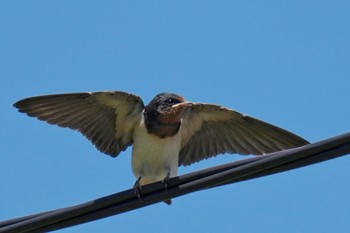 Barn Swallow 浮島ヶ原自然公園 Sat, 6/17/2023