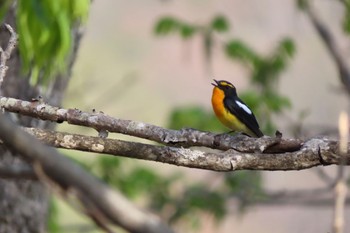 2023年5月5日(金) 妙高高原の野鳥観察記録