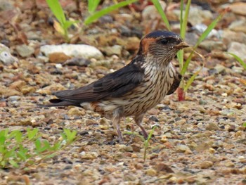 Red-rumped Swallow 日本ラインうぬまの森 Fri, 7/14/2023