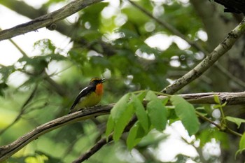 キビタキ 北大研究林(北海道大学苫小牧研究林) 2023年6月4日(日)