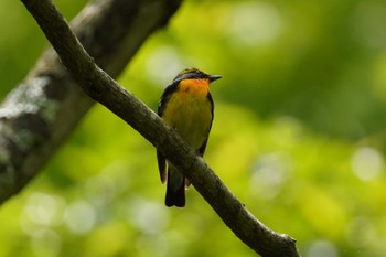 キビタキ 北大研究林(北海道大学苫小牧研究林) 2023年6月4日(日)