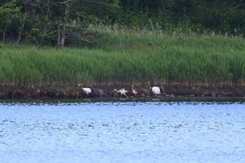 Red-crowned Crane 風連湖 Fri, 7/14/2023