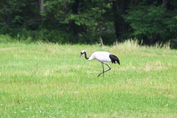 タンチョウ 鶴居村 2023年7月14日(金)