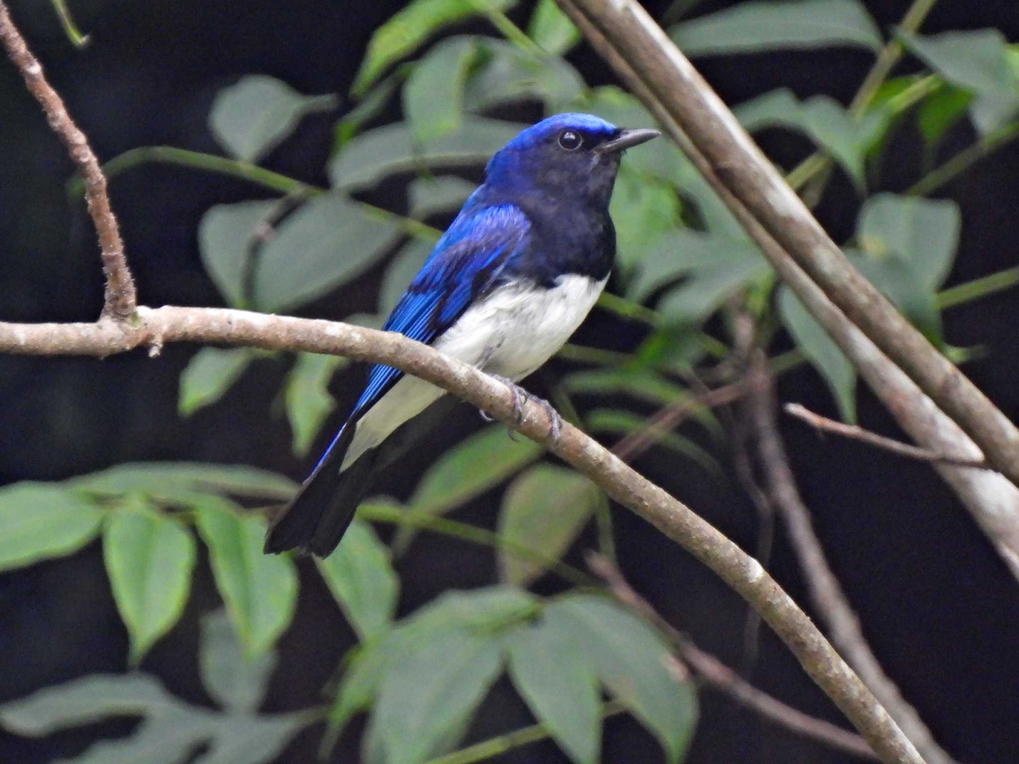 Photo of Blue-and-white Flycatcher at 日本ラインうぬまの森 by 寅次郎