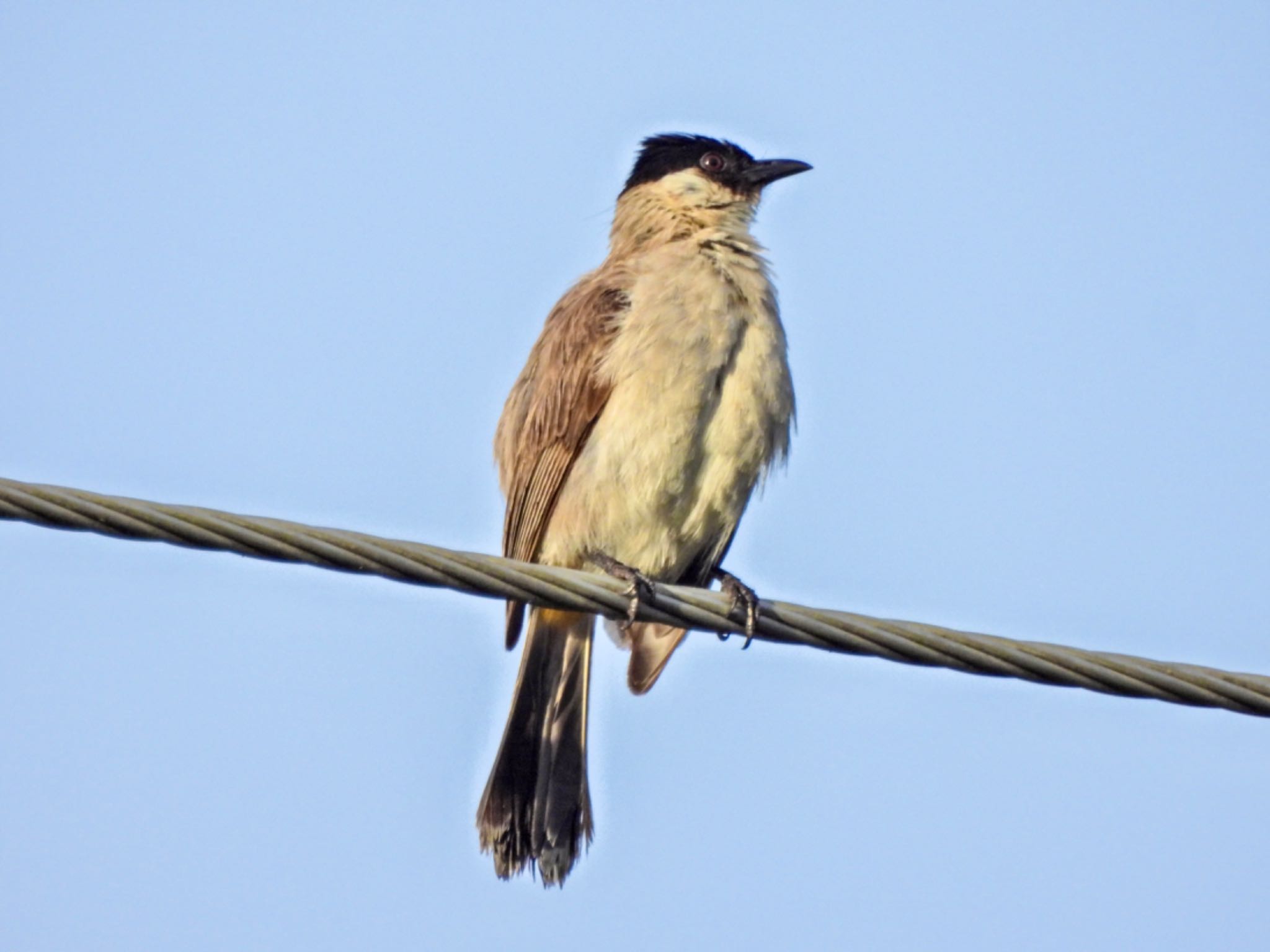 Sooty-headed Bulbul