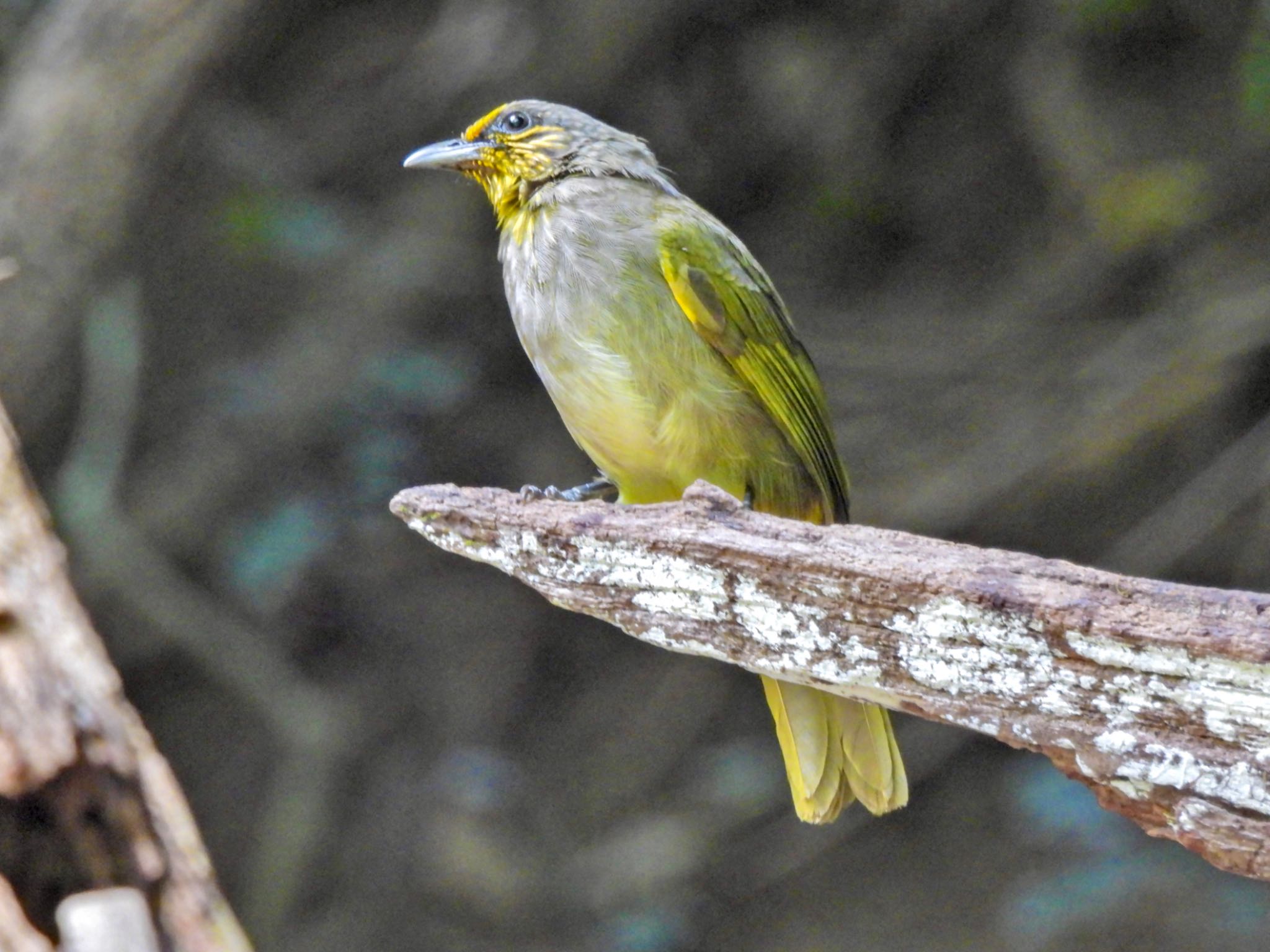 Stripe-throated Bulbul