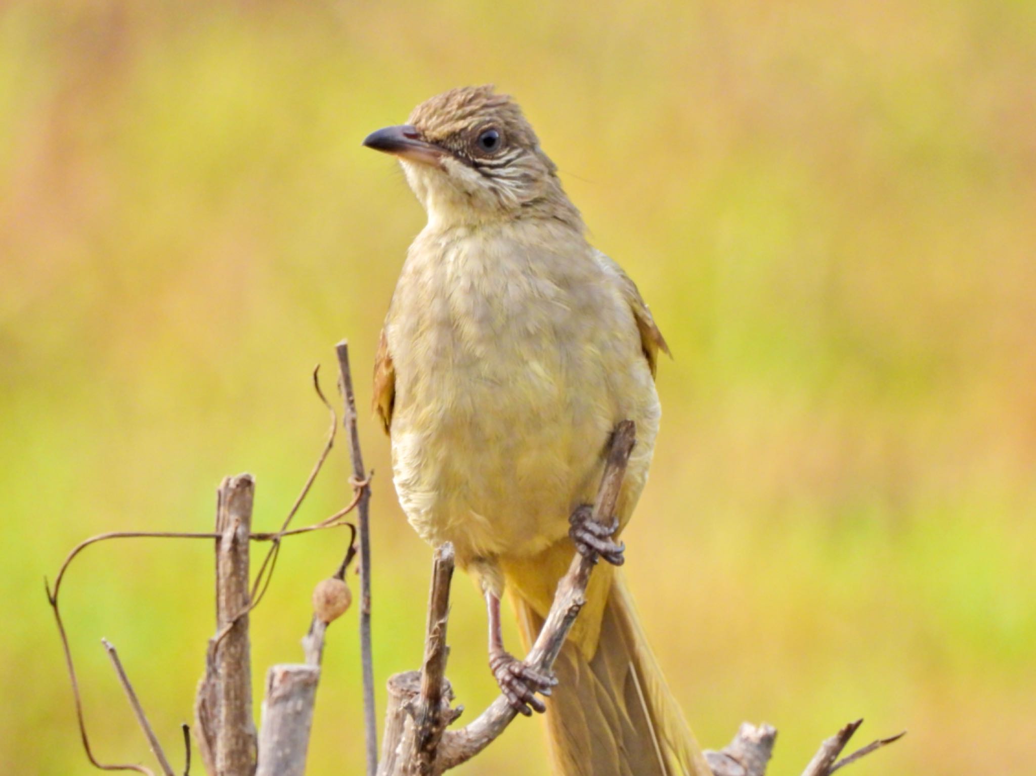 Ayeyarwady Bulbul