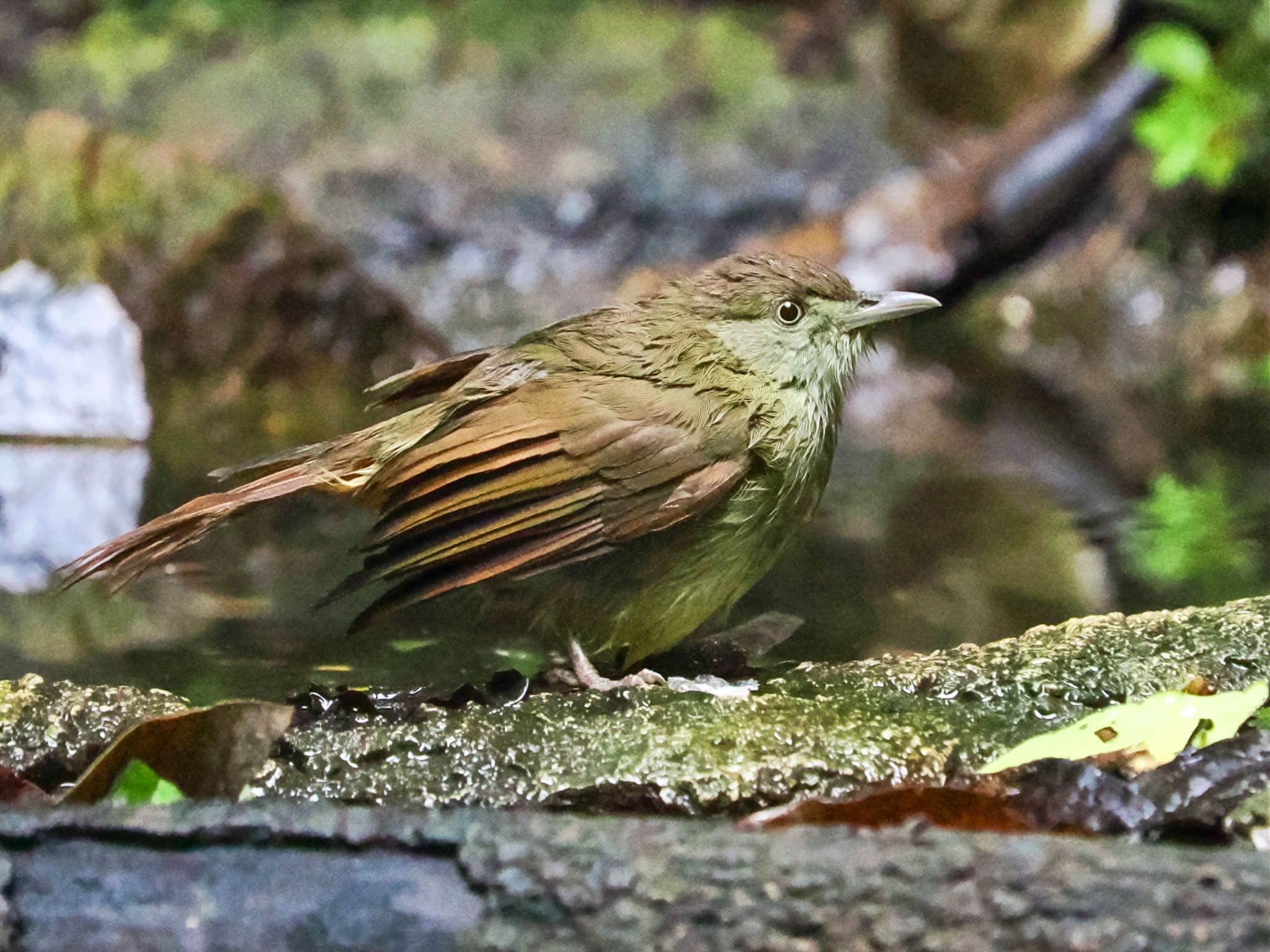 Grey-eyed Bulbul