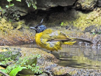 Black-crested Bulbul Kaeng Krachan National Park Fri, 6/30/2023