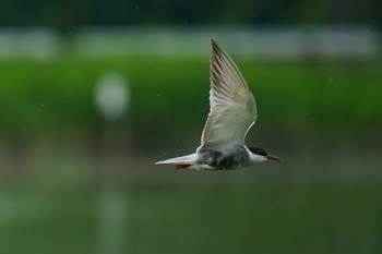 Whiskered Tern Isanuma Fri, 7/14/2023