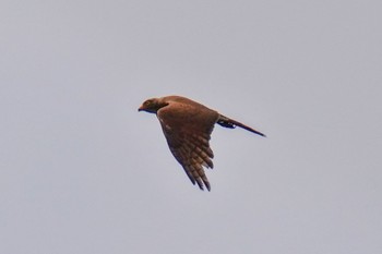 Grey-faced Buzzard 松之山 Sat, 6/24/2023