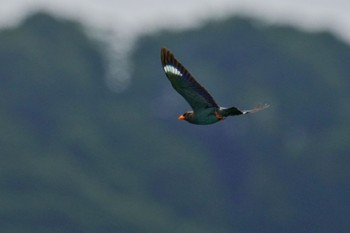 Oriental Dollarbird 松之山 Sat, 6/24/2023