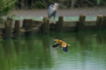 Yellow Bittern Isanuma Fri, 7/14/2023