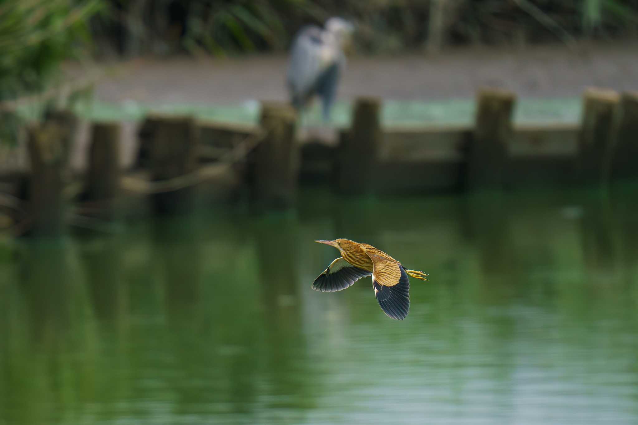 伊佐沼 ヨシゴイの写真 by Tosh@Bird