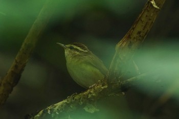 ヤブサメ 陣馬山 2023年7月4日(火)