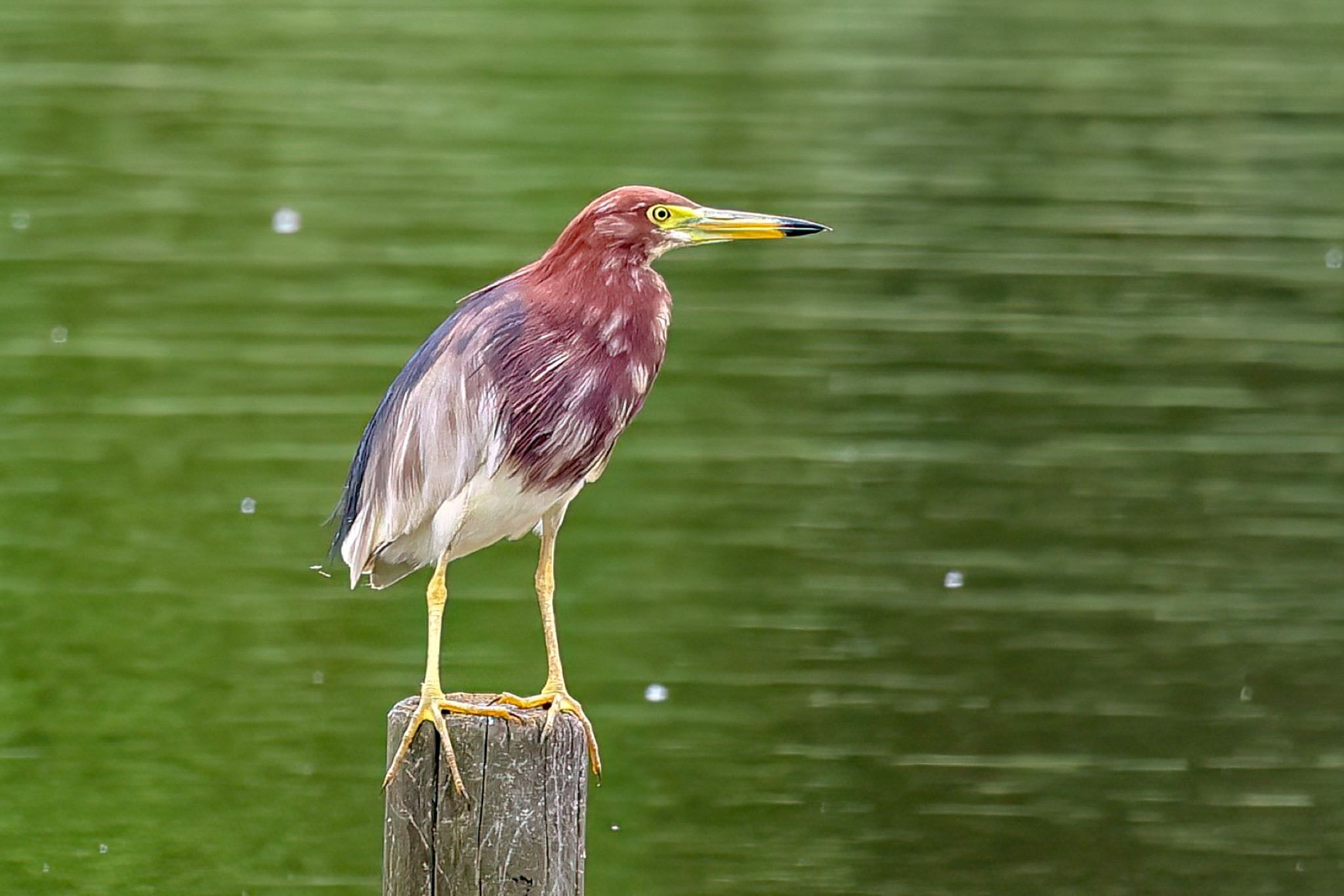 Photo of Chinese Pond Heron at 千葉県 by amachan