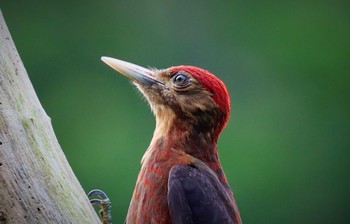 Okinawa Woodpecker やんばる国立公園 Sat, 6/24/2023