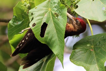 Okinawa Woodpecker やんばる国立公園 Sat, 6/24/2023