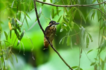 Common Kingfisher 城沼 Fri, 7/14/2023