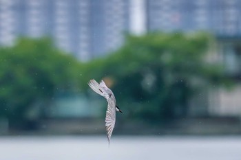 Whiskered Tern Isanuma Fri, 7/14/2023