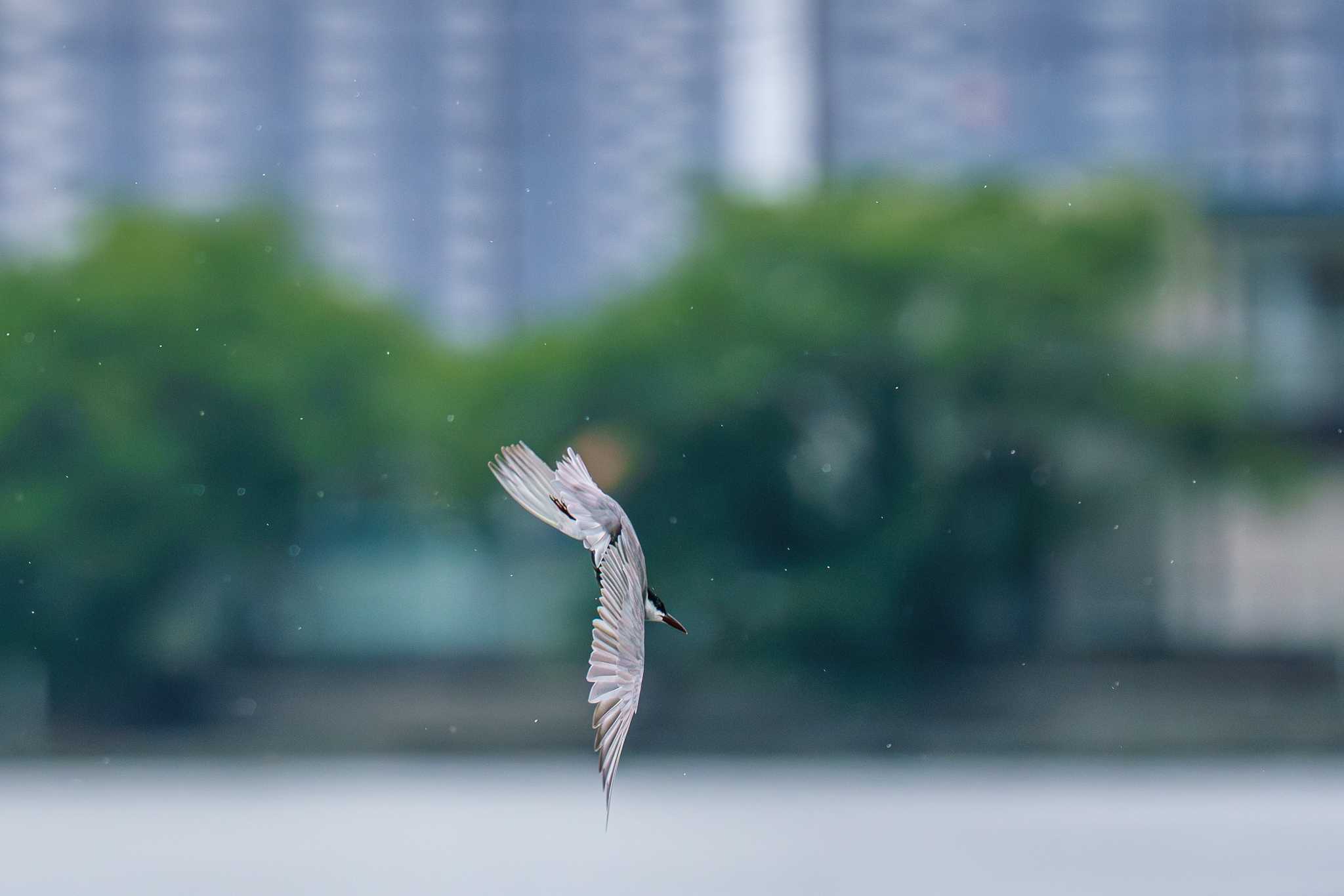 Photo of Whiskered Tern at Isanuma by Tosh@Bird