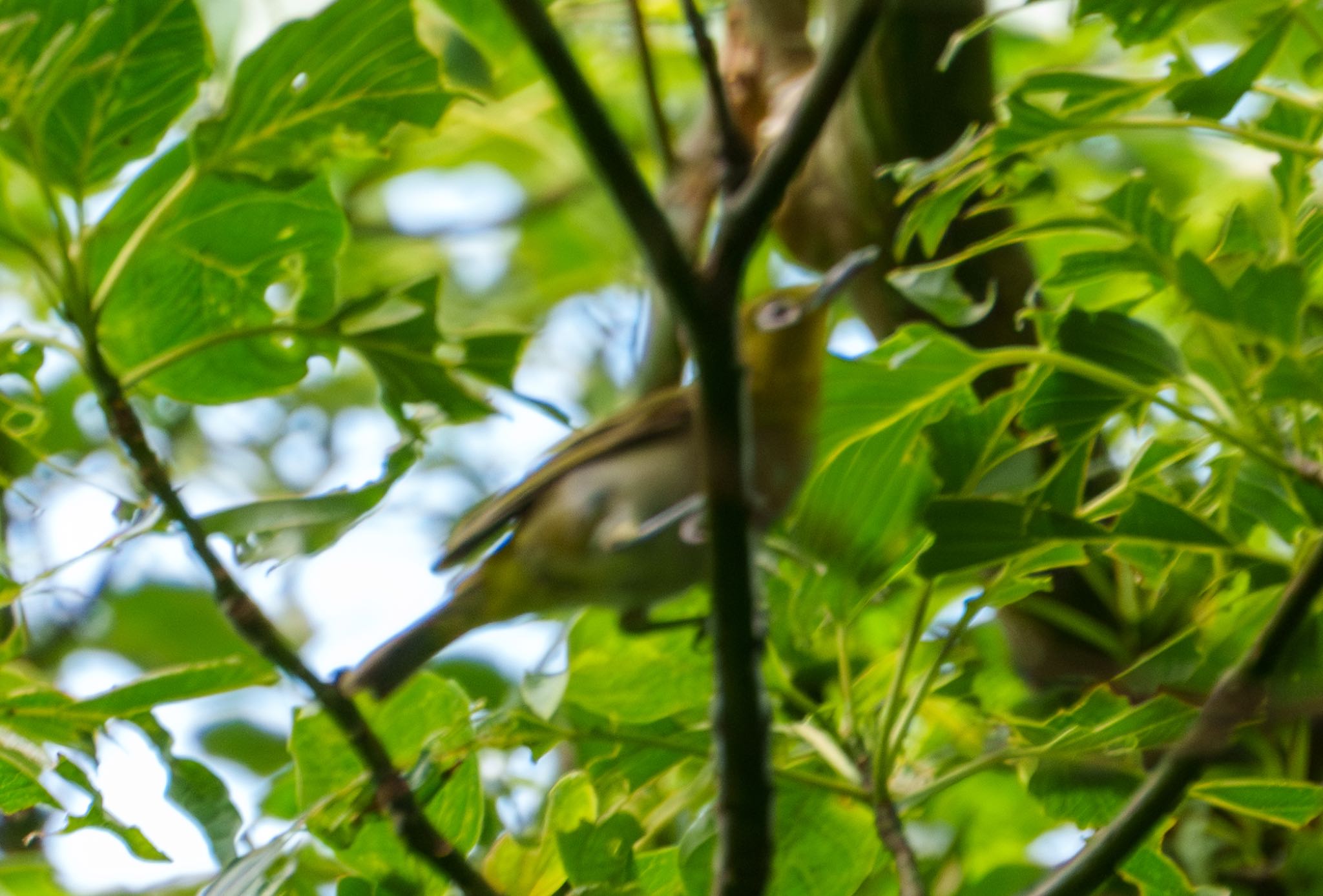 Photo of Warbling White-eye at 衣笠山公園 by room335@bell.ocn.ne.jp