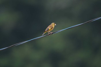 Grey-capped Greenfinch 大栗川(多摩川合流地点) Fri, 7/14/2023