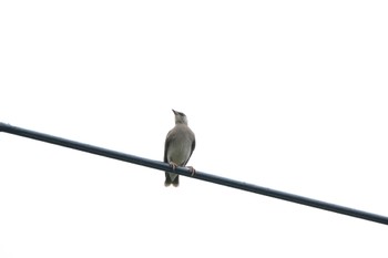 White-cheeked Starling 大栗川(多摩川合流地点) Fri, 7/14/2023