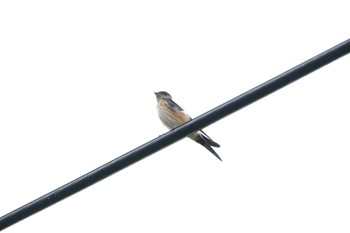 Red-rumped Swallow 大栗川(多摩川合流地点) Fri, 7/14/2023