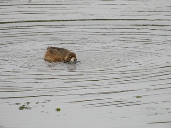 Little Grebe Yatsu-higata Fri, 7/14/2023