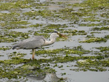 Grey Heron Yatsu-higata Fri, 7/14/2023