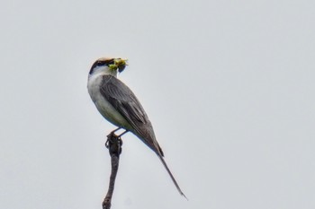 Ashy Minivet 松之山 Sat, 6/24/2023