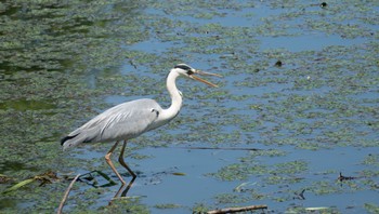 Grey Heron 東屯田川遊水地 Sat, 6/24/2023