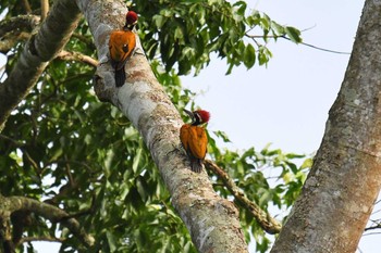 Greater Flameback ケーン・クラチャン国立公園 2018年6月13日(水)