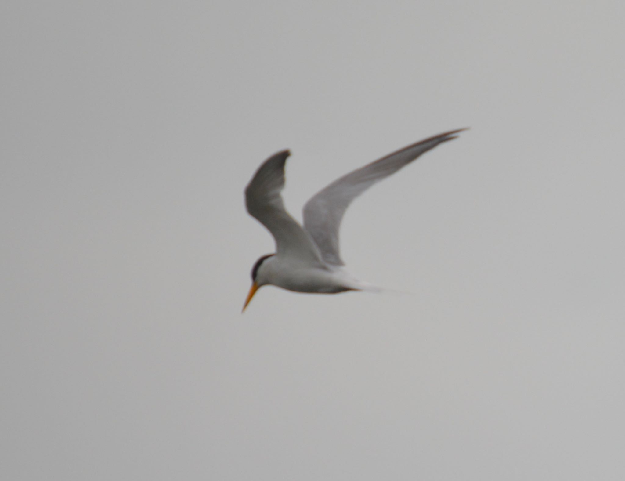 Photo of Little Tern at 戸田川緑地 by noel2023