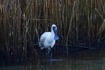 Royal Spoonbill シドニー Fri, 6/29/2018