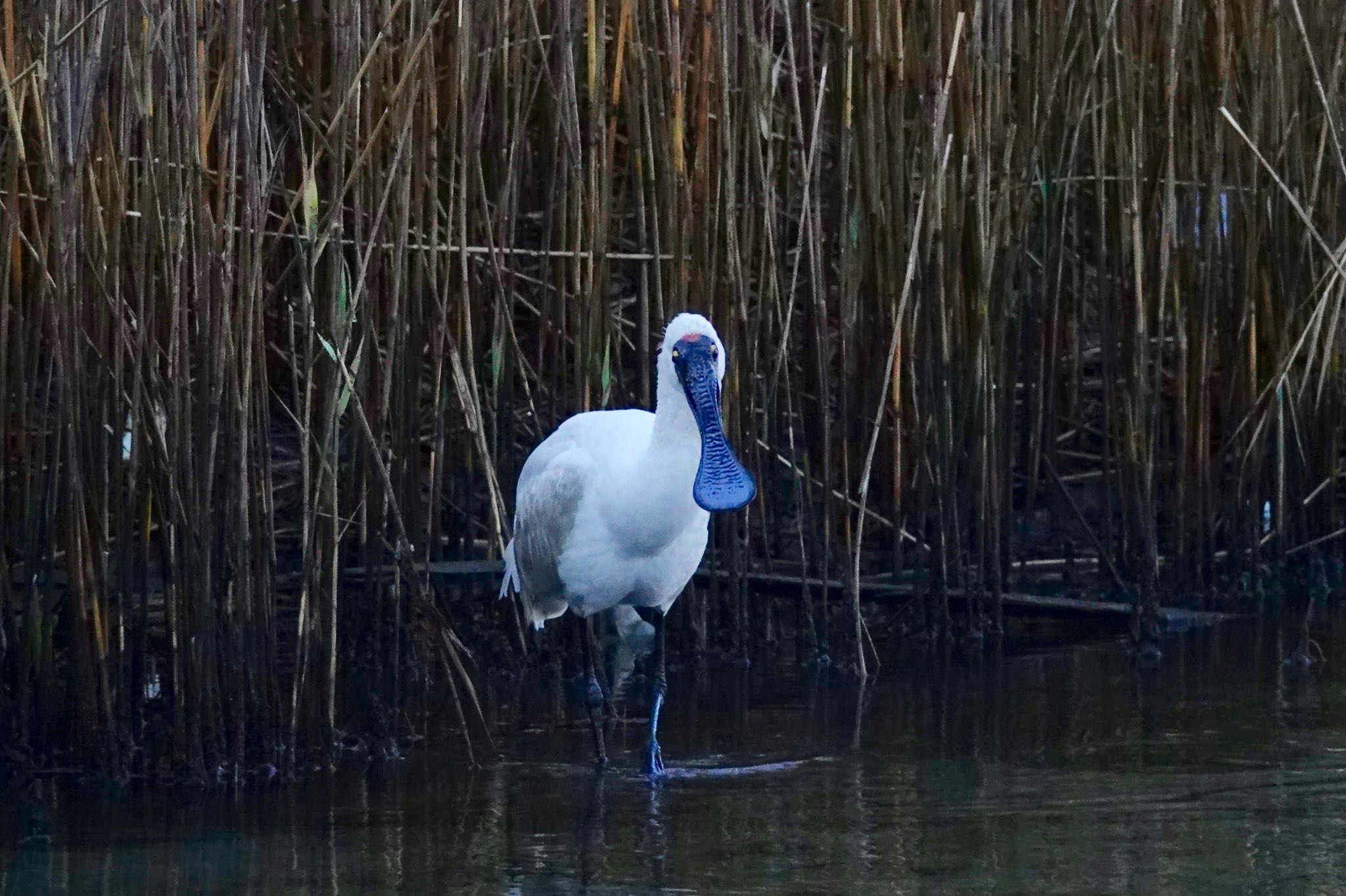 Royal Spoonbill