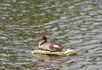 Great Crested Grebe 弥富市 Sat, 7/15/2023