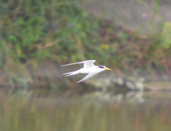 Little Tern 戸田川緑地 Sat, 7/15/2023