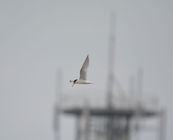 Little Tern 戸田川緑地 Sat, 7/15/2023