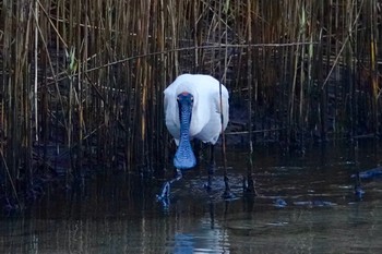 Royal Spoonbill シドニー Fri, 6/29/2018